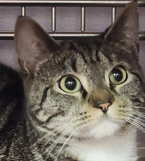 A young medium-sized female Domestic Short Hair cat named Phoenix Rose for adoption in Vancouver, WA