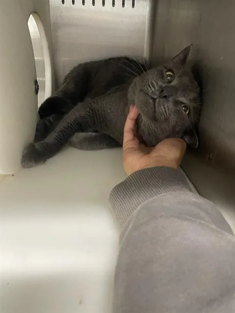 An adult small-sized male Russian Blue cat named Phantom for adoption in Tallahassee, FL