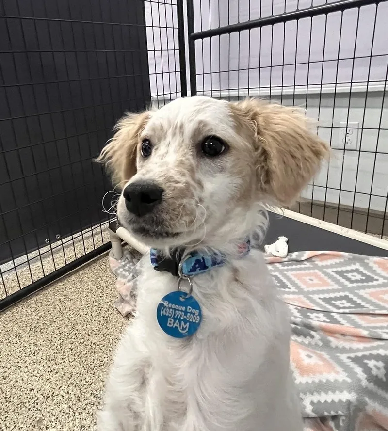 A baby medium-sized male Mixed Breed dog named Freckles for adoption in Hurricane, UT