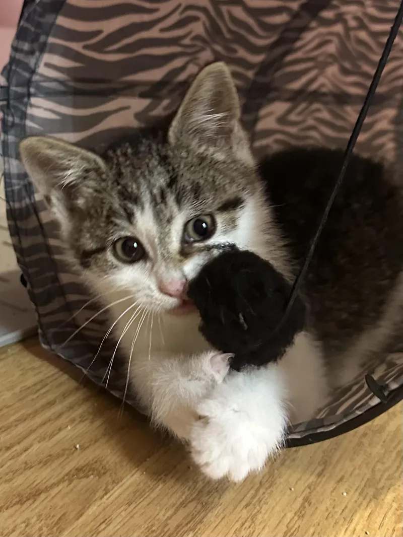 A baby medium-sized female White Domestic Short Hair cat named Bombay Sapphire for adoption in Lemoyne, PA