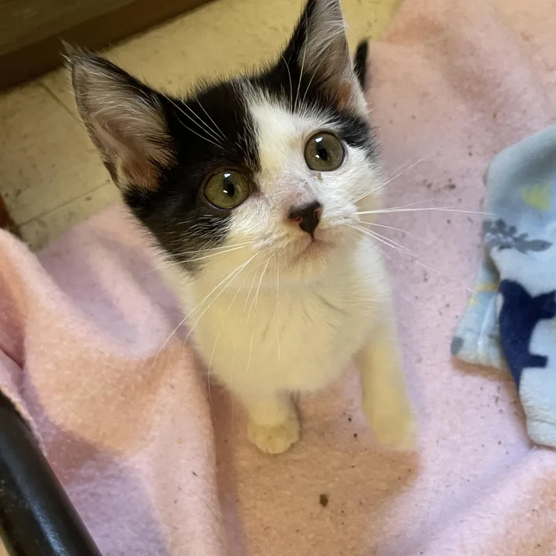 A baby medium-sized female Black & White / Tuxedo Domestic Short Hair cat named Jamie for adoption in Monson, MA