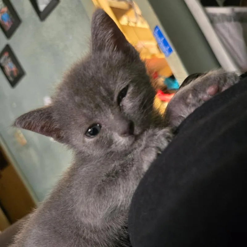 A baby small-sized female Gray / Blue / Silver Domestic Short Hair cat named Spaghetti for adoption in Houston, TX