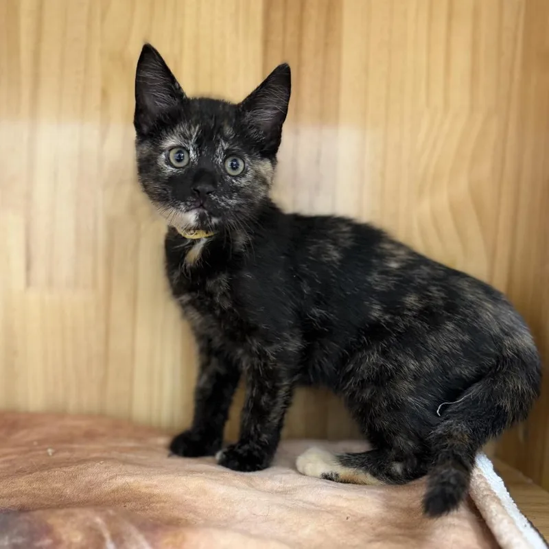 A baby small-sized female Domestic Short Hair cat named Bluebell for adoption in Portage, MI