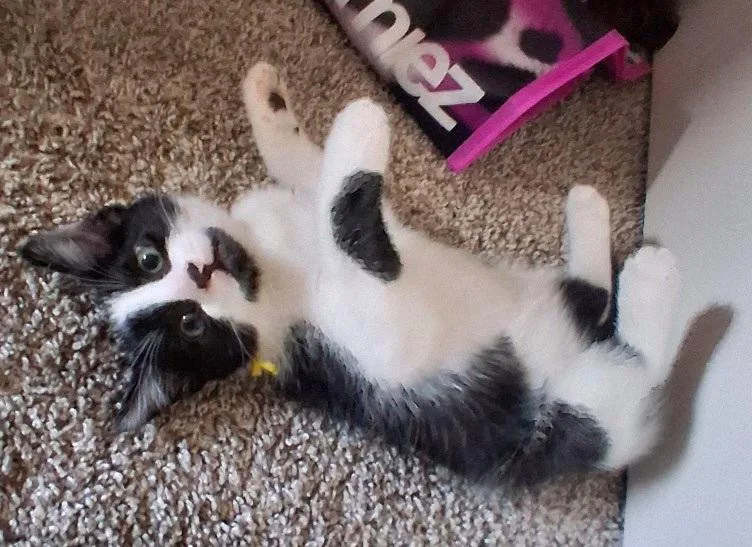 A baby medium-sized male Black & White / Tuxedo Tuxedo cat named Forest for adoption in Springfield, OR