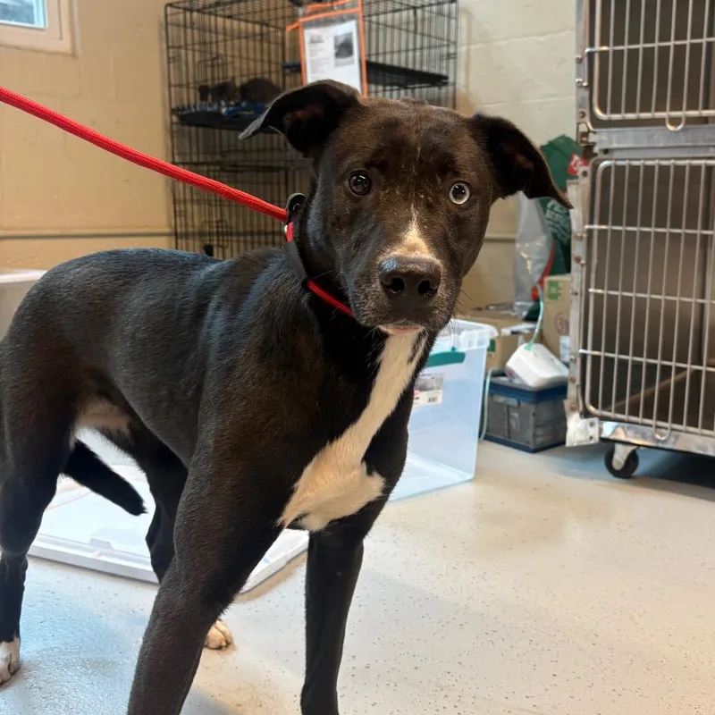 An adult medium-sized female Black Mixed Breed dog named Sissy for adoption in Huntington, WV