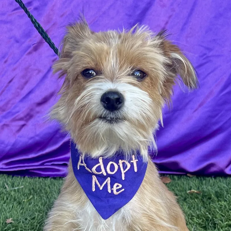 A young small-sized female Apricot / Beige Terrier dog named Pixie for adoption in Rowland Heights, CA