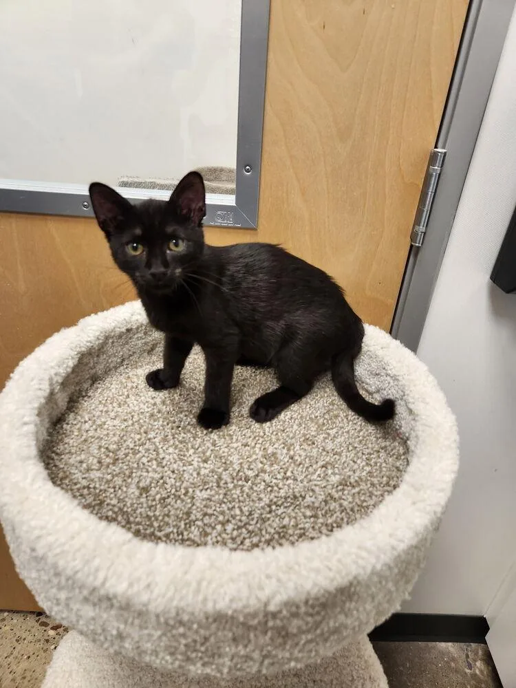 A baby small-sized female Black Domestic Short Hair cat named Mocha for adoption in Westfield, WI