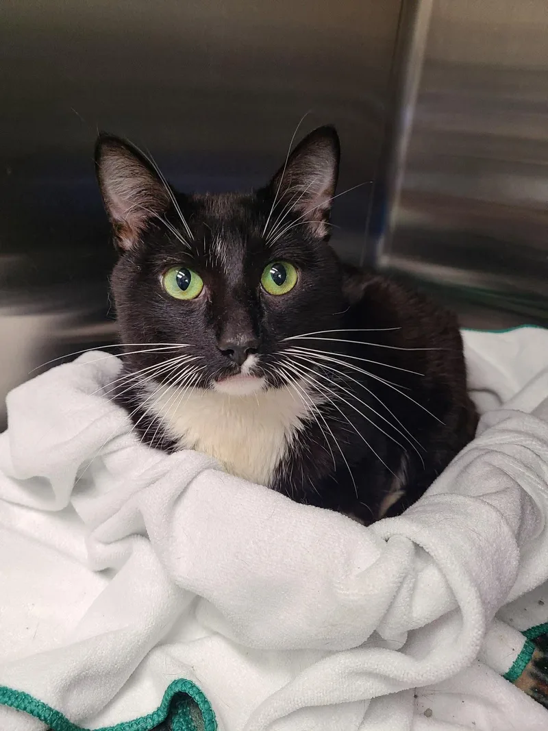 Slicesnstix thumbnail 2