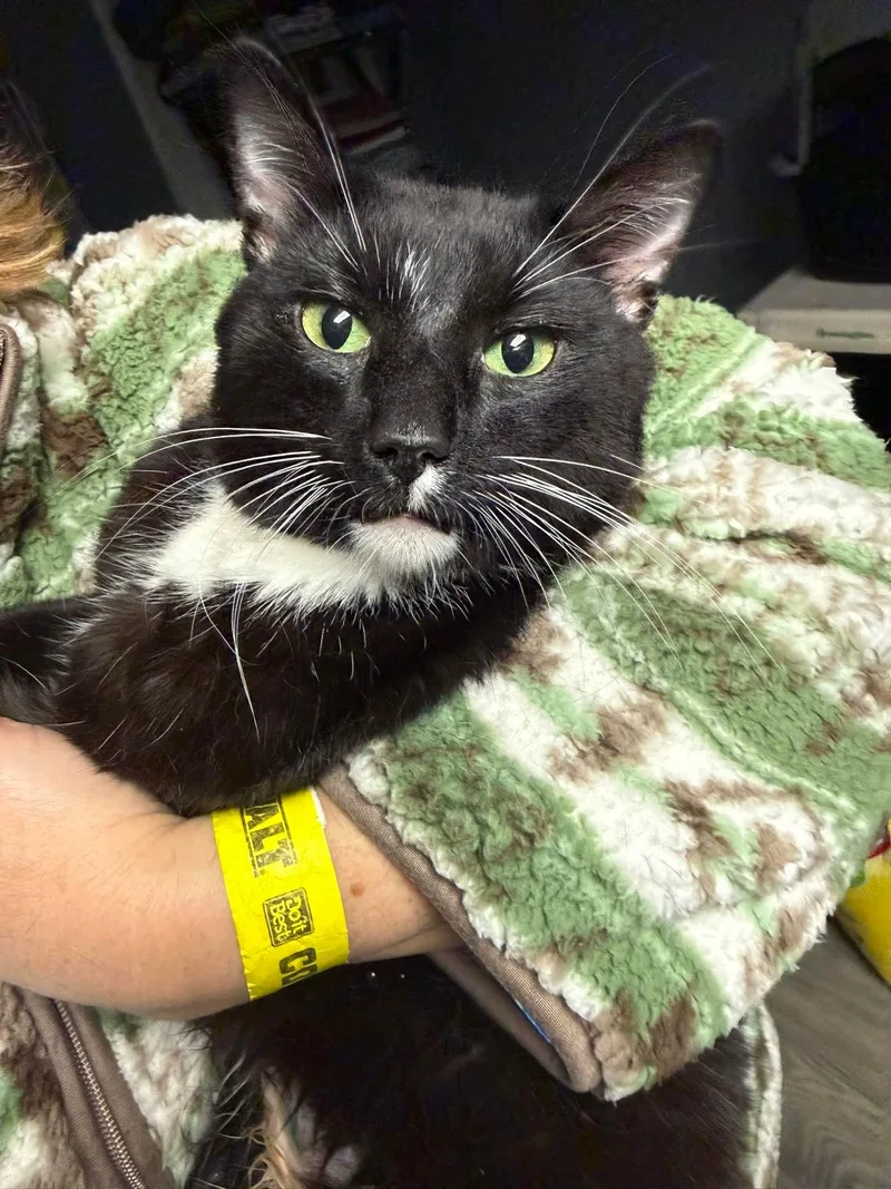 Slicesnstix thumbnail 3