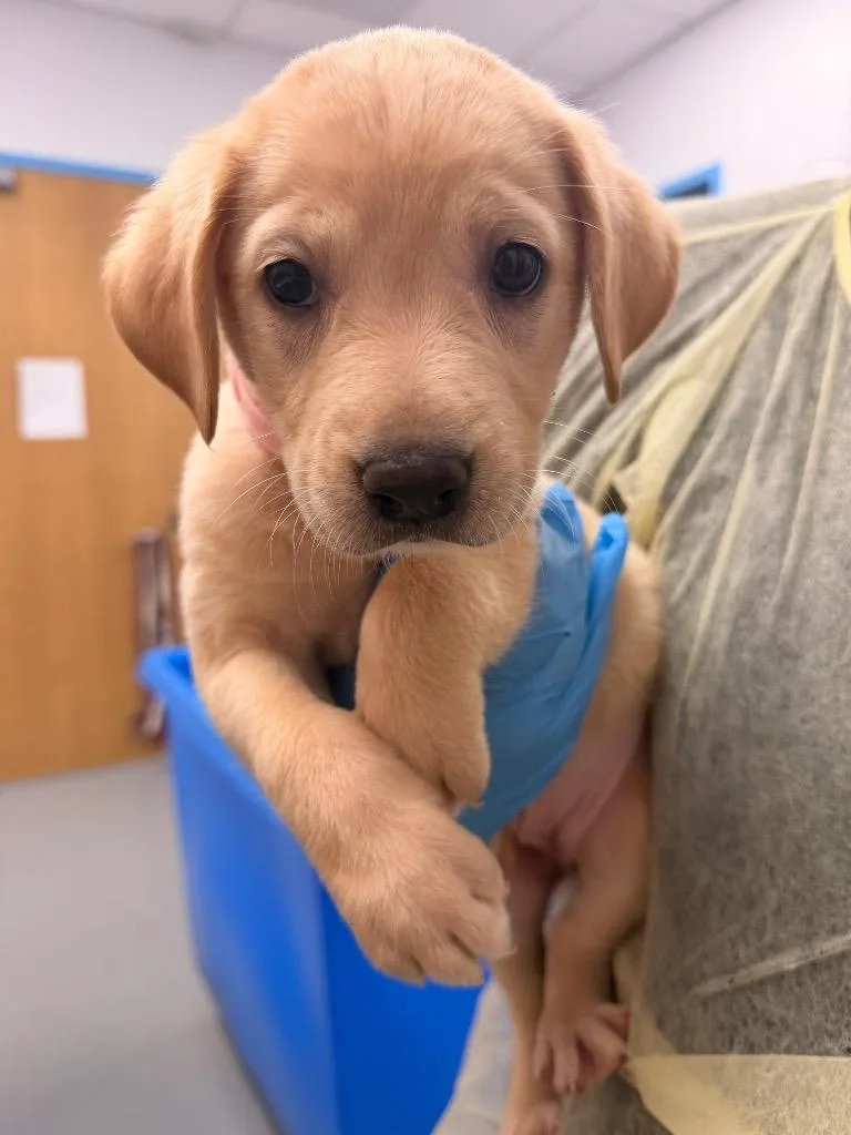 A baby small-sized female Labrador Retriever dog named Blossom for adoption in Hartsville, SC