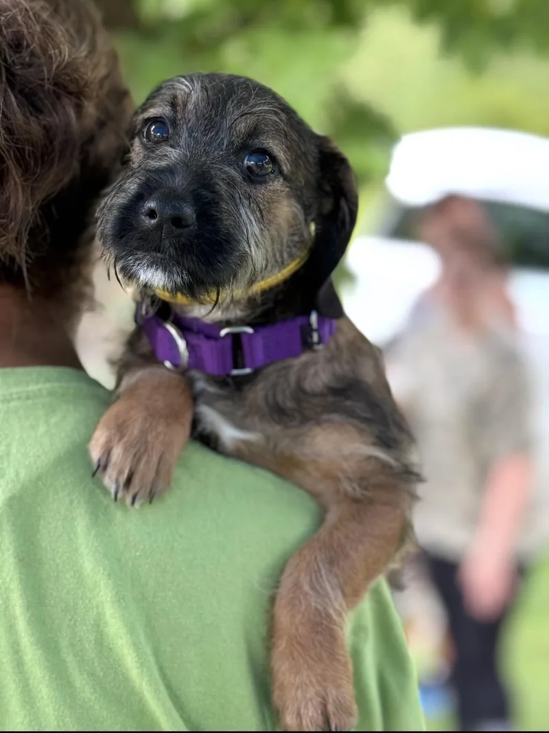 A baby medium-sized female Mixed Breed dog named Pixie for adoption in University Place, WA