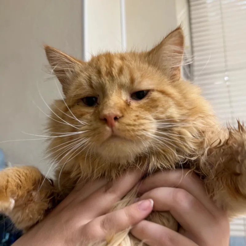 An adult medium-sized male Orange / Red Domestic Medium Hair cat named Birthday Cake for adoption in Pekin, IL