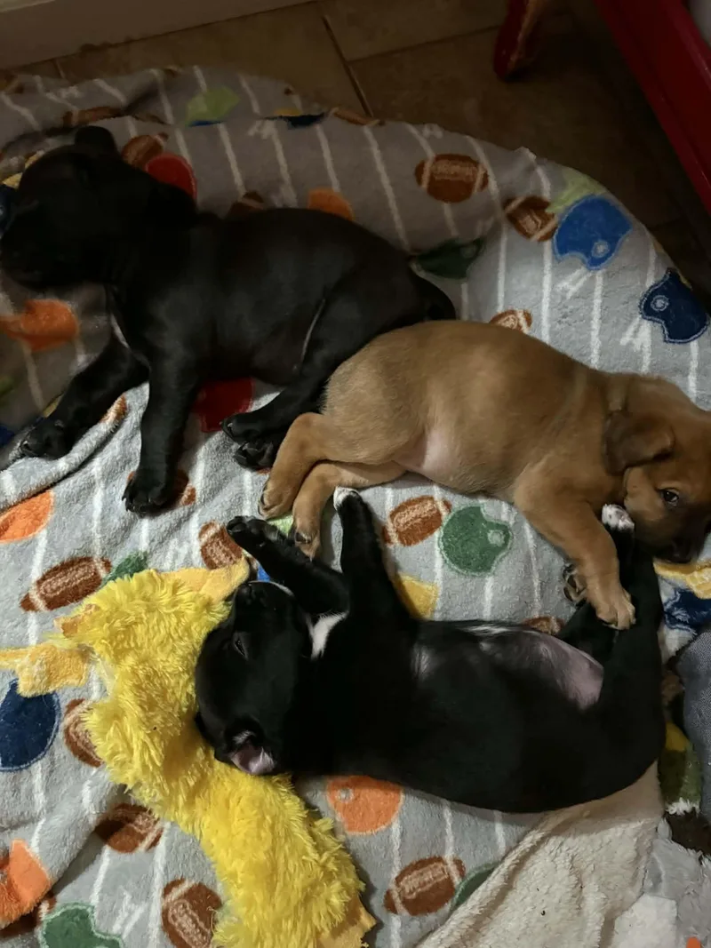 A baby medium-sized male Black Labrador Retriever dog named Henry for adoption in O'Fallon, MO