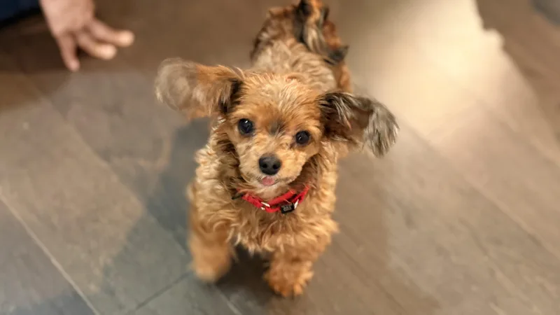 A senior small-sized female Yorkshire Terrier dog named Smalls for adoption in Brooklyn, NY