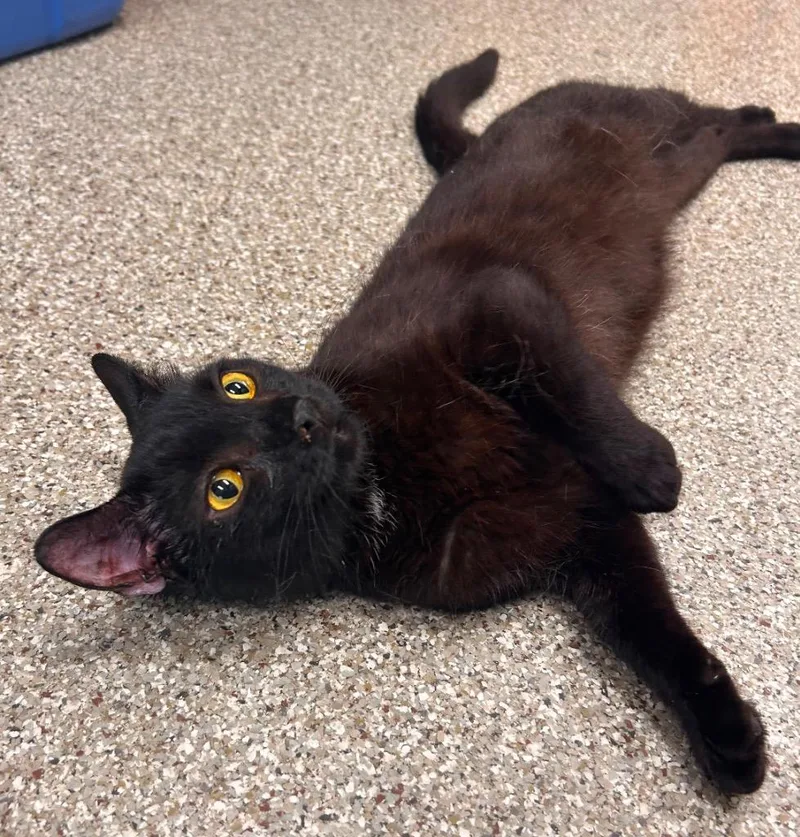 A young small-sized male Domestic Short Hair cat named Laurence for adoption in Spooner, WI