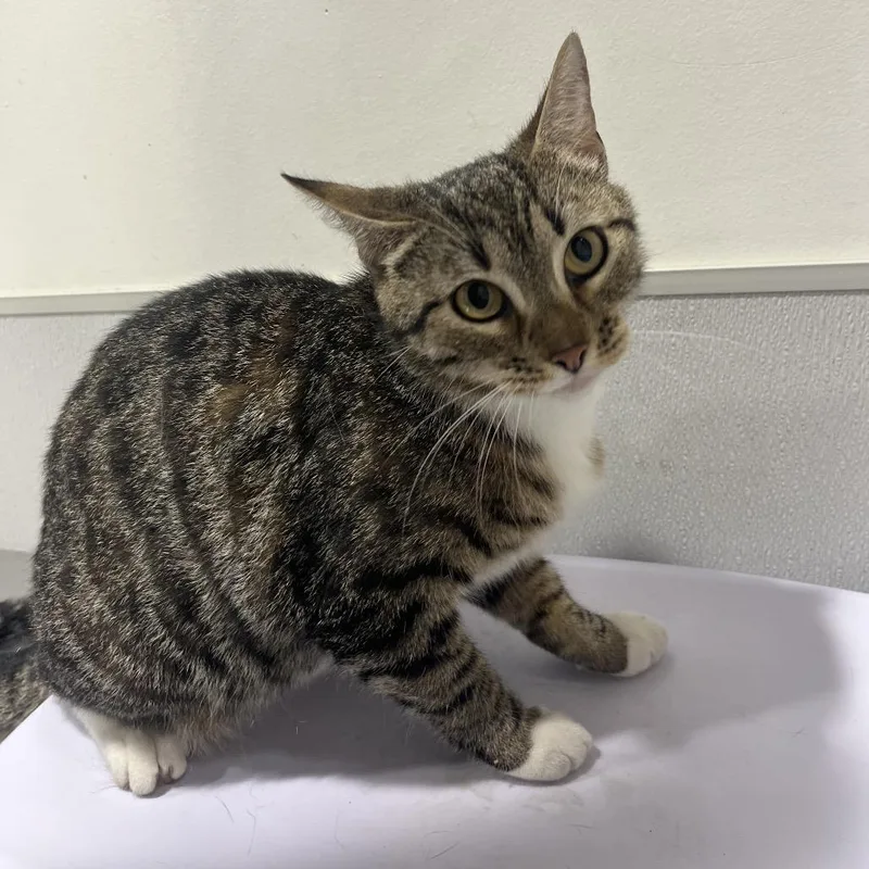 A young medium-sized female Brown / Chocolate Domestic Short Hair cat named Daisy Mae for adoption in Clearwater, FL