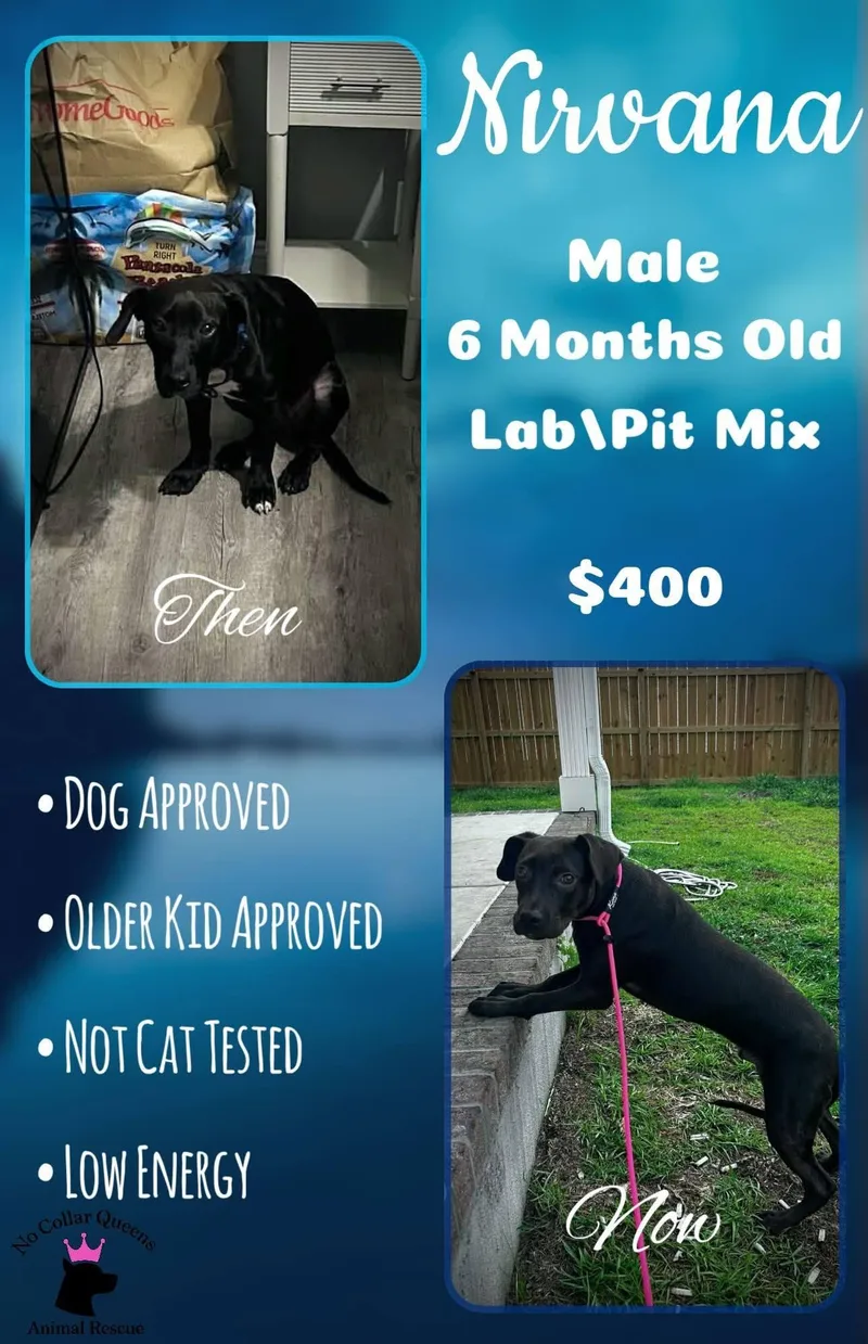A young medium-sized male Labrador Retriever dog named Nirvana for adoption in Jacksonville, NC