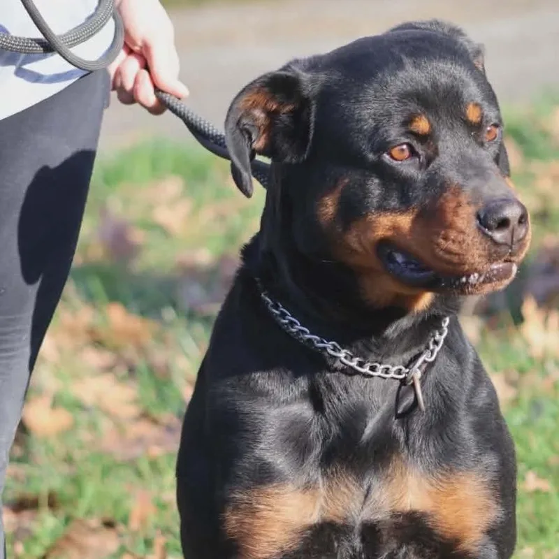An adult large-sized female Black Rottweiler dog named Paprika for adoption in Columbia Station, OH