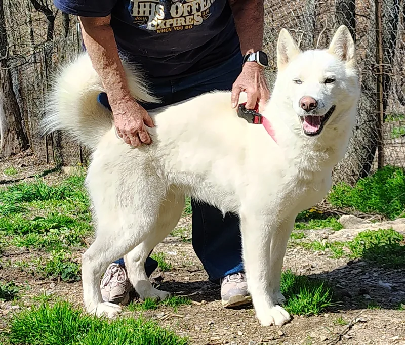 A young medium-sized female White / Cream Siberian Husky dog named Blizzard for adoption in Oldtown, MD