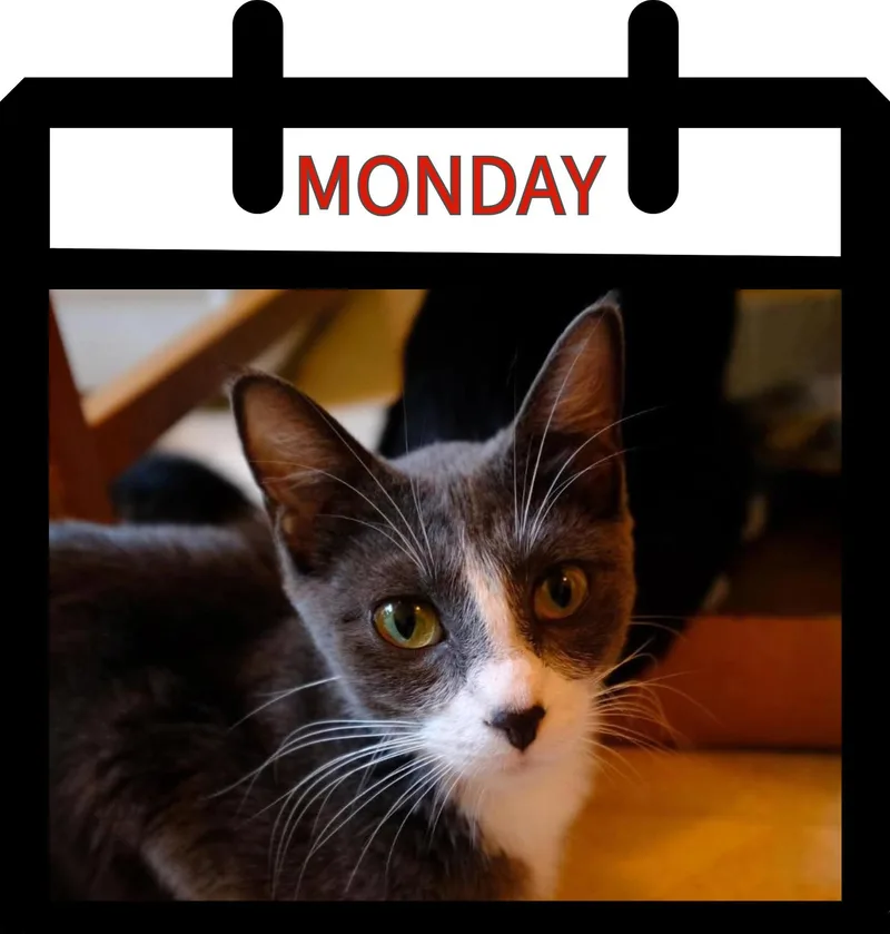 Monday