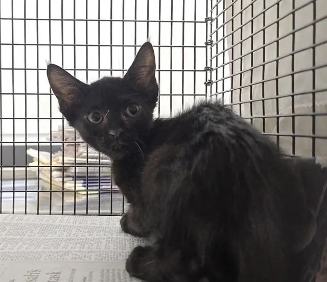 A baby small-sized female Domestic Short Hair cat named Shannon for adoption in Fort Lauderdale, FL