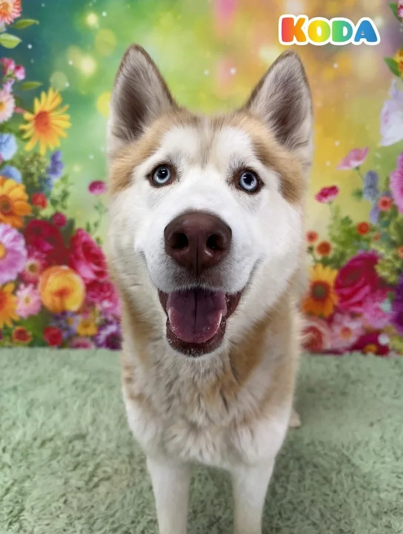 An adult medium-sized male White / Cream Husky dog named Koda for adoption in Flint, MI