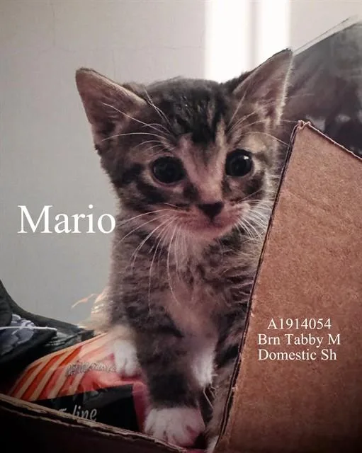 A baby small-sized male Domestic Short Hair cat named Mario for adoption in Riverside, CA