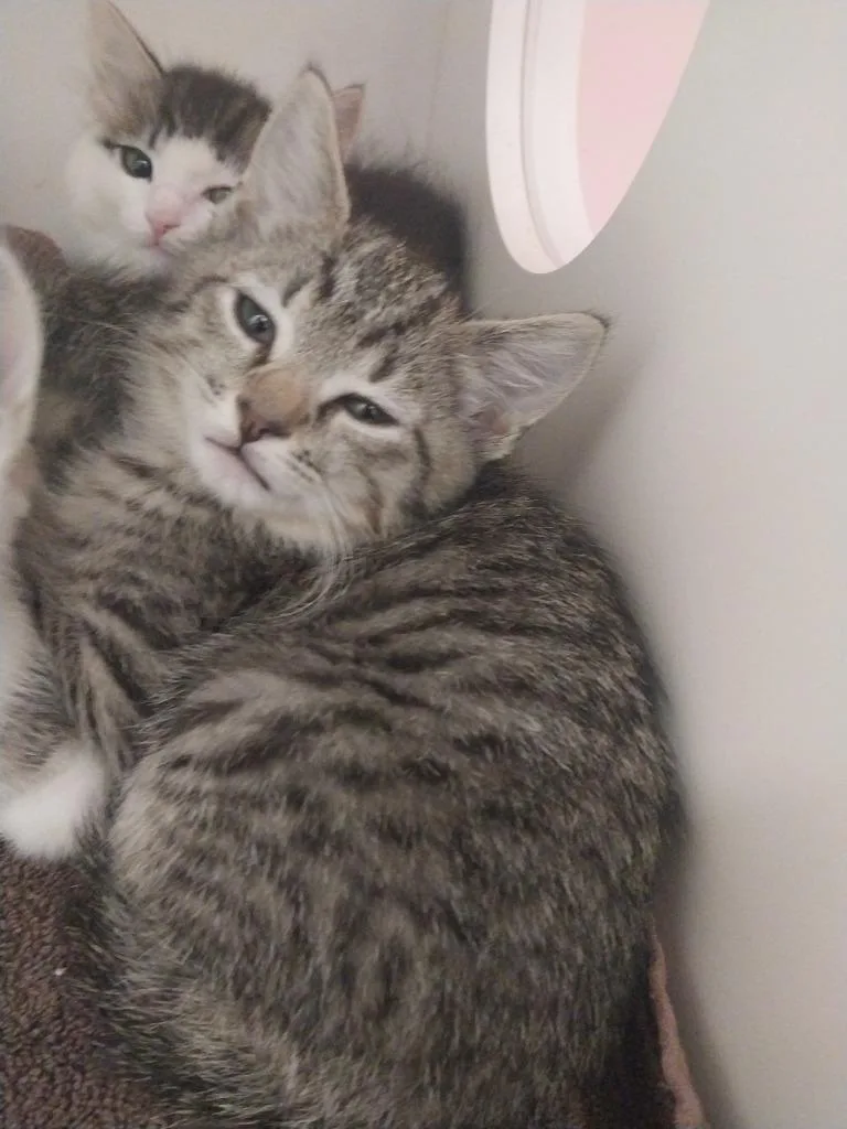 A baby small-sized female Domestic Medium Hair cat named Kate for adoption in Oxford, NC
