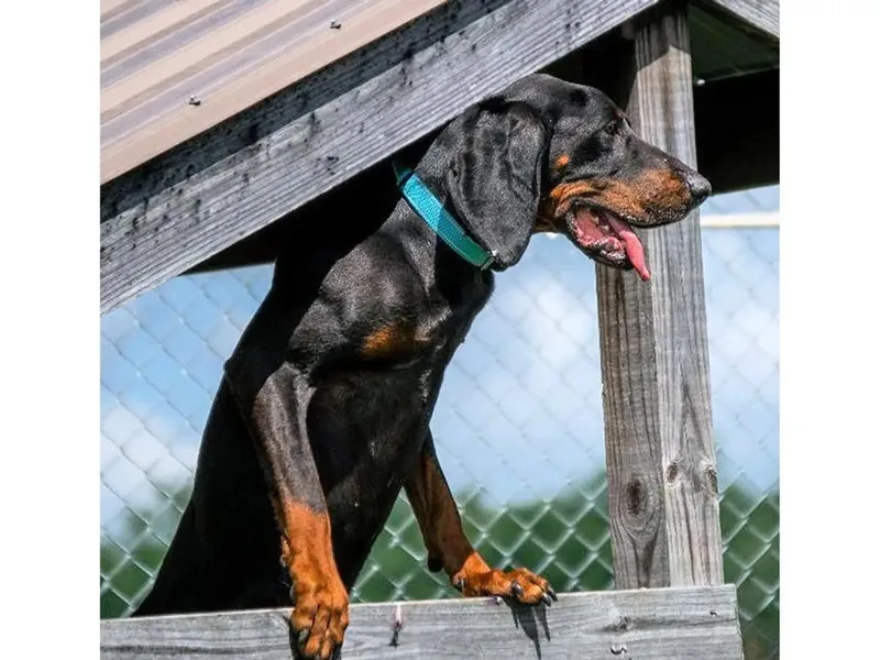 A young large-sized female Black and Tan Coonhound dog named Calvin for adoption in Leawood, KS