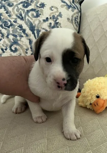 A baby small-sized male Mixed Breed dog named Landon for adoption in Cumming, GA