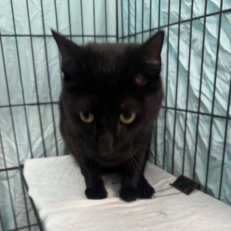 An adult medium-sized male Black Domestic Short Hair cat named Bj for adoption in Normal, IL