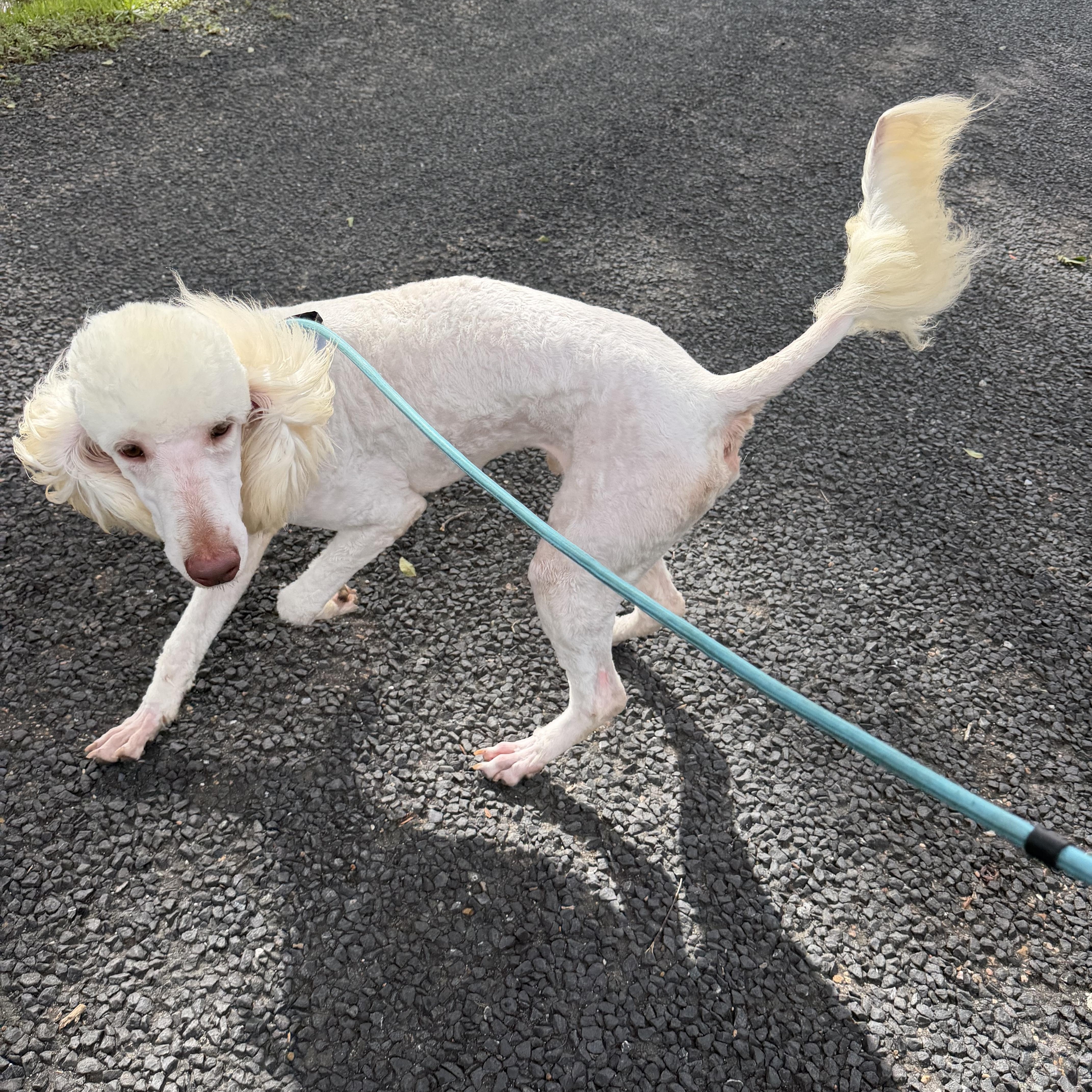 A young medium-sized male Goldendoodle dog named Alfie  Local July for adoption in Louise, TX