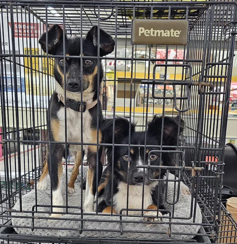 A young small-sized male Tricolor (Brown, Black, & White) Fox Terrier dog named Keno for adoption in Columbia, MO