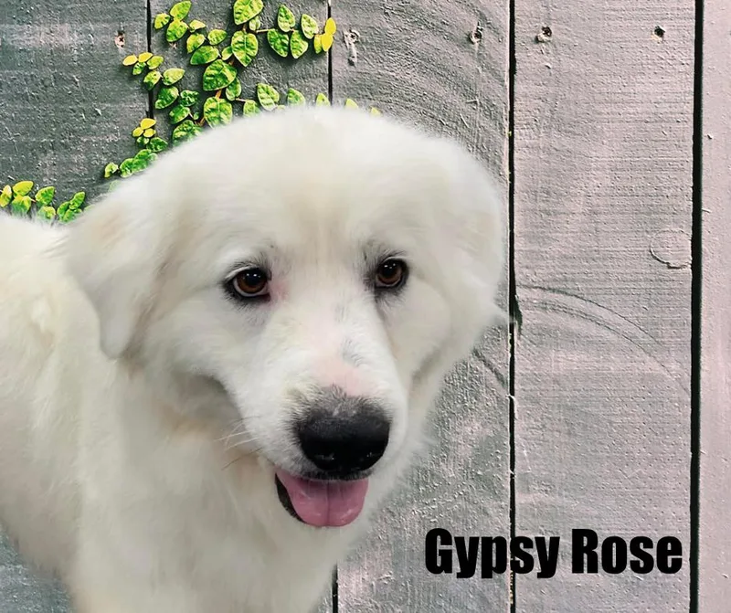 Gypsy Rose thumbnail 2