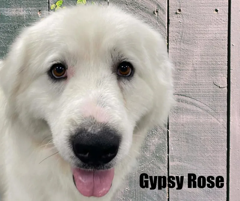 Gypsy Rose