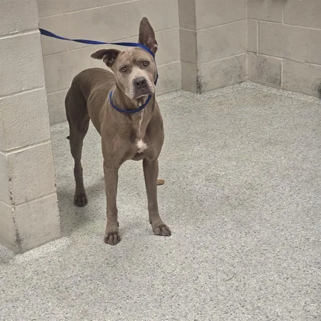 An adult large-sized female Pit Bull Terrier dog named Shadow for adoption in Conroe, TX