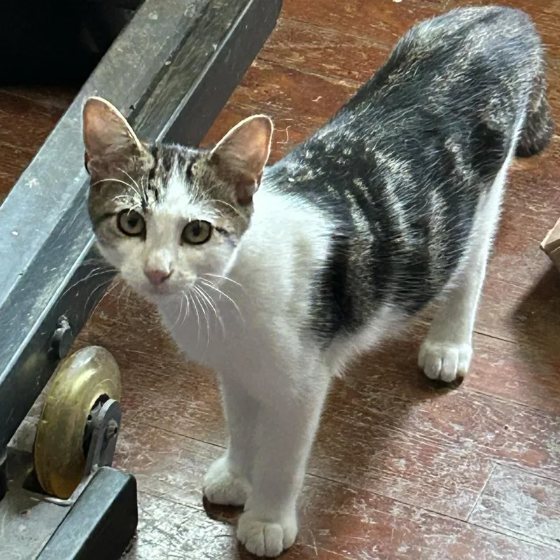 A baby small-sized male Domestic Short Hair cat named Ajax for adoption in Charlottesville, VA