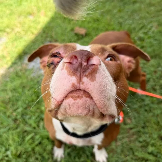 An adult medium-sized male Red / Chestnut / Orange Pit Bull Terrier dog named Mongo for adoption in Trenton, GA