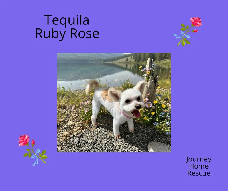 An adult small-sized female Pomapoo dog named Tequila Ruby Rose for adoption in East Wenatchee, WA