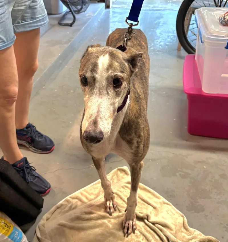 A senior large-sized male Greyhound dog named KB's Figaro for adoption in Tarpon Springs, FL