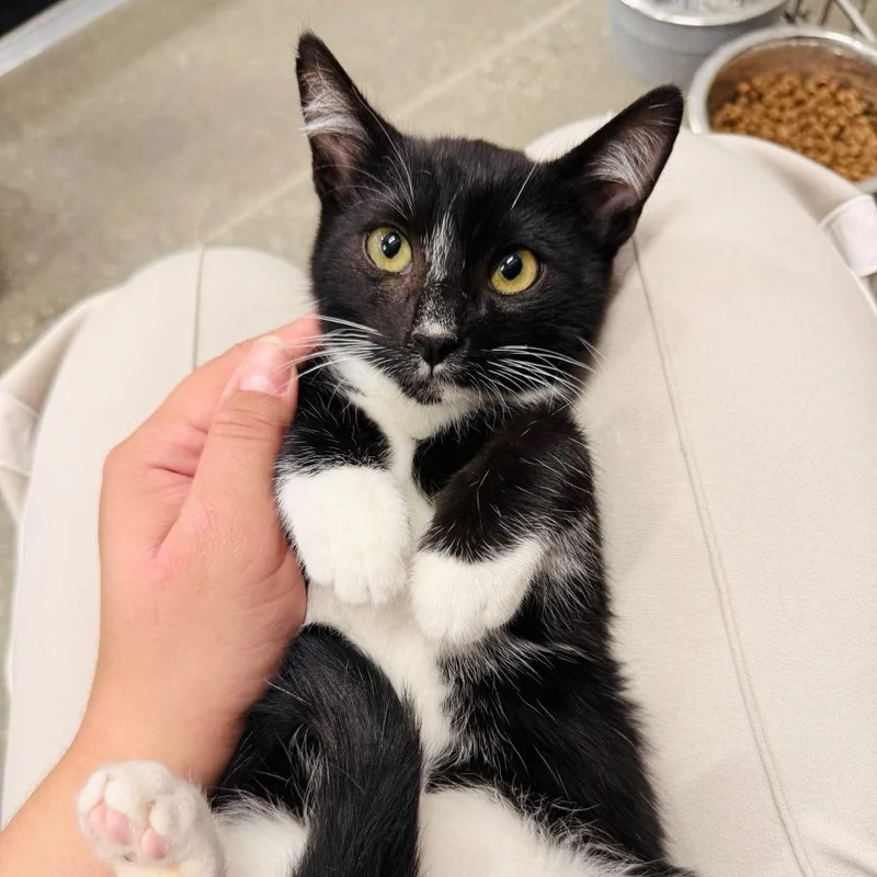 A baby small-sized male Black Domestic Short Hair cat named Chamois for adoption in Los Angeles, CA