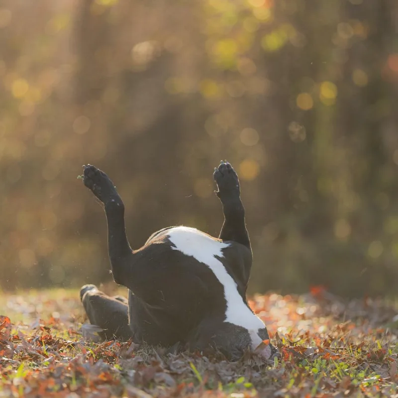 West Coast thumbnail 3