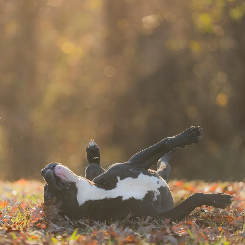 West Coast thumbnail 4