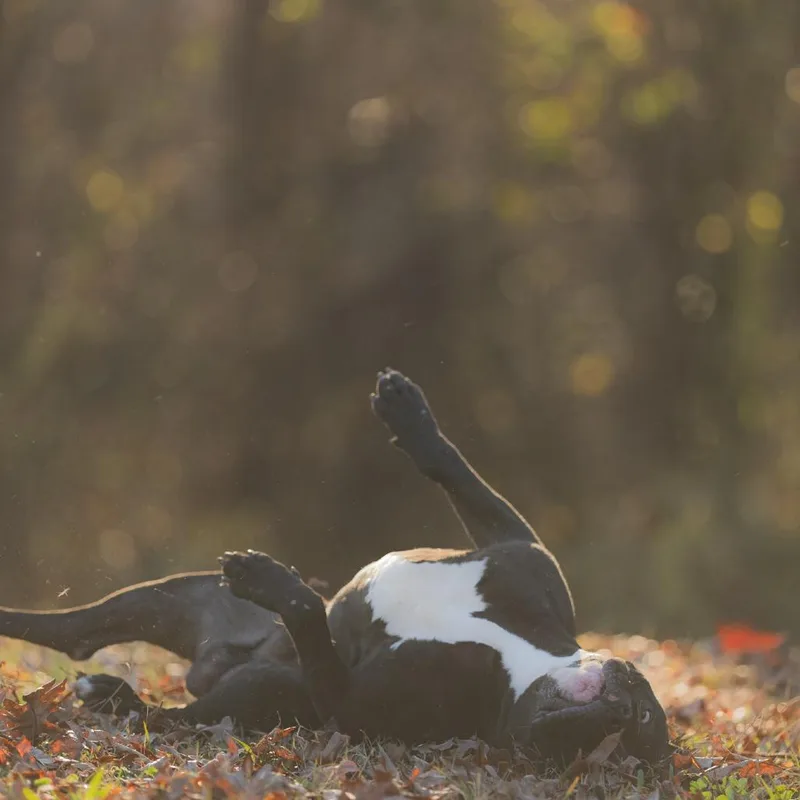 West Coast thumbnail 6