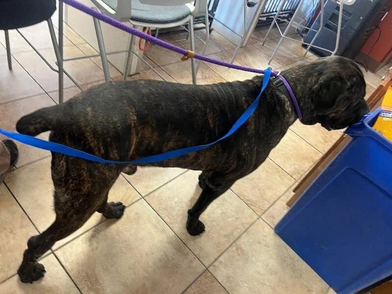 An adult extra large-sized male Mixed Breed dog named Antwon for adoption in Cincinnati, OH