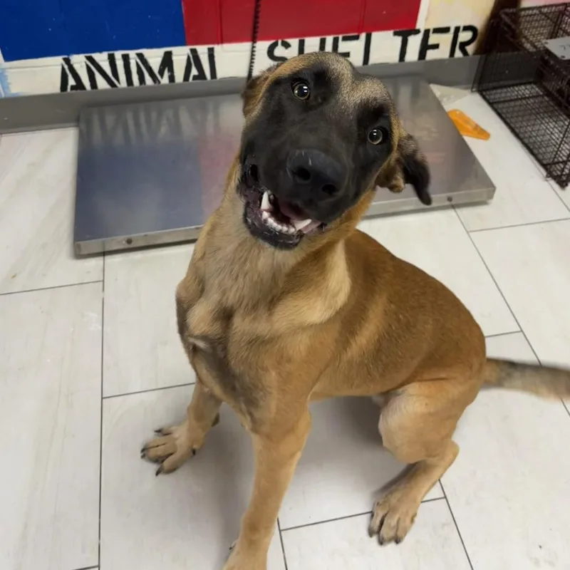 A young large-sized male Brown / Chocolate Belgian Shepherd / Malinois dog named Archie for adoption in Lufkin, TX