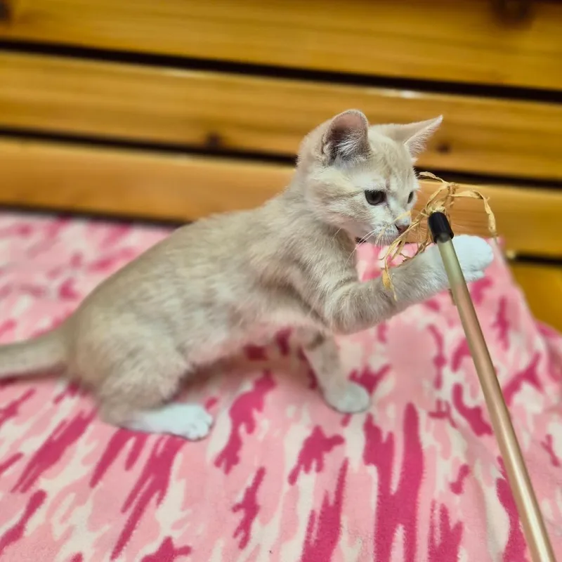 A baby small-sized female Domestic Short Hair cat named Comet for adoption in Woodstock, IL