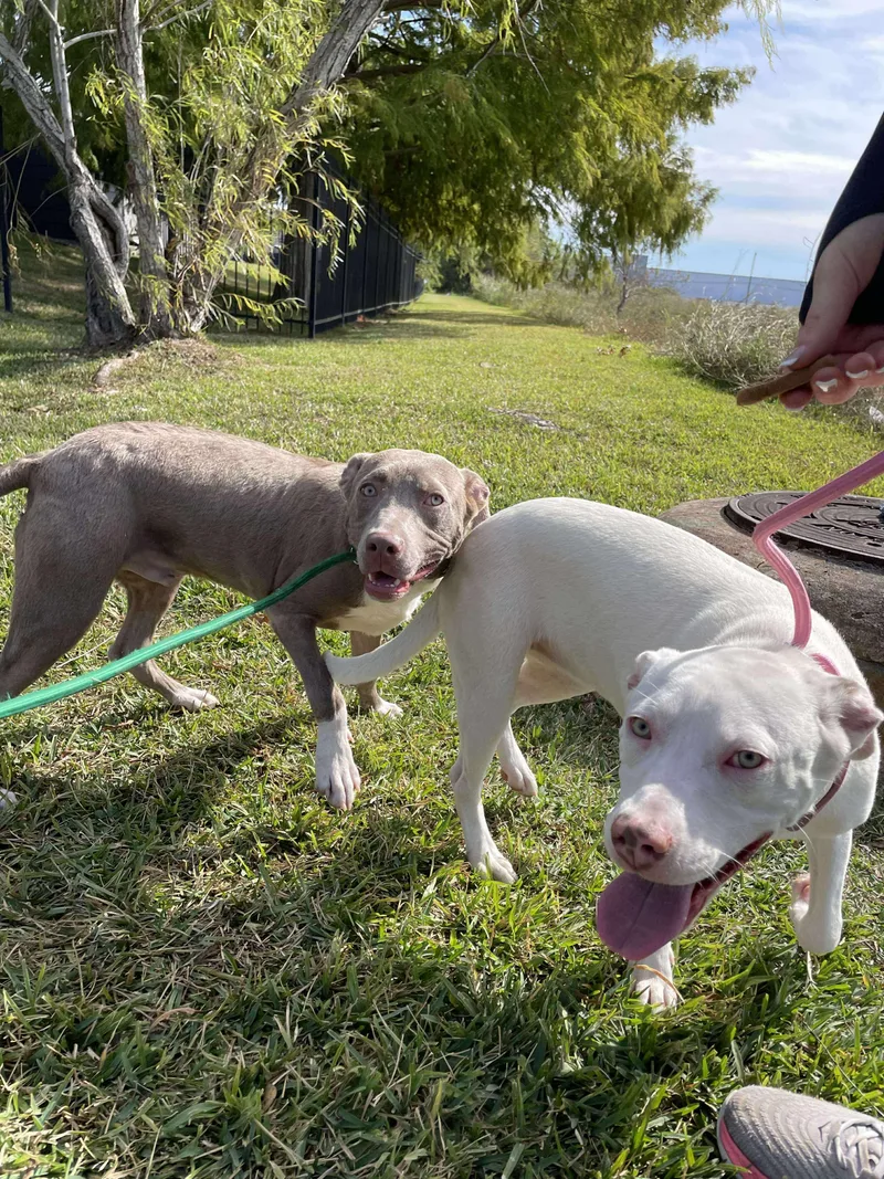 A young medium-sized male American Staffordshire Terrier dog named Adonis And Aurora for adoption in Spring, TX