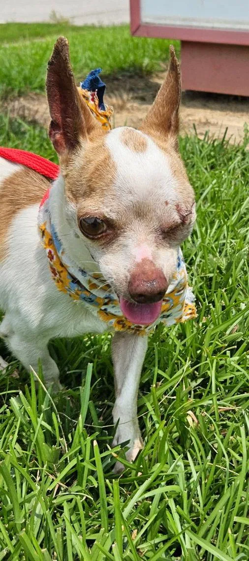 An adult medium-sized male Chihuahua dog named Taco Tuesday for adoption in Raleigh, NC