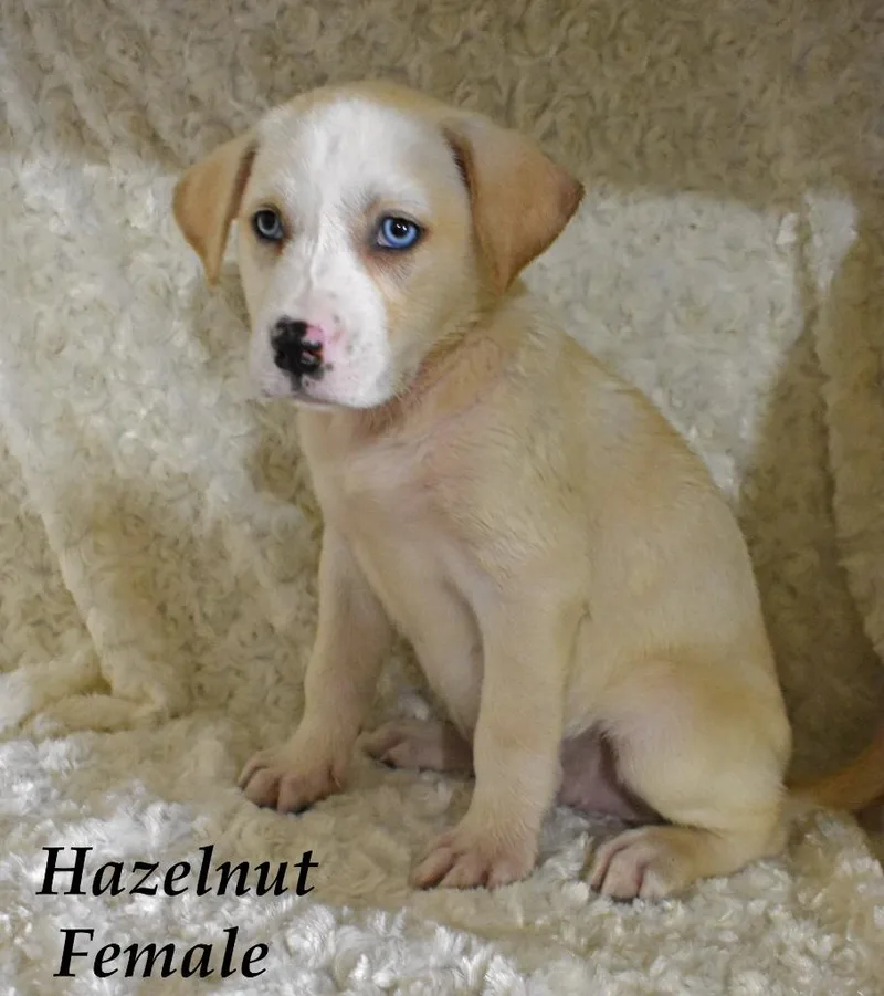 Hazelnut thumbnail 2